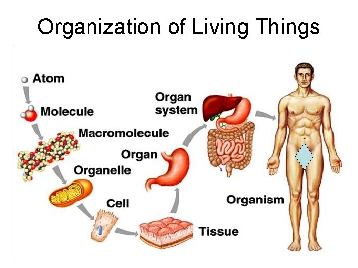 Organization of Living Things 