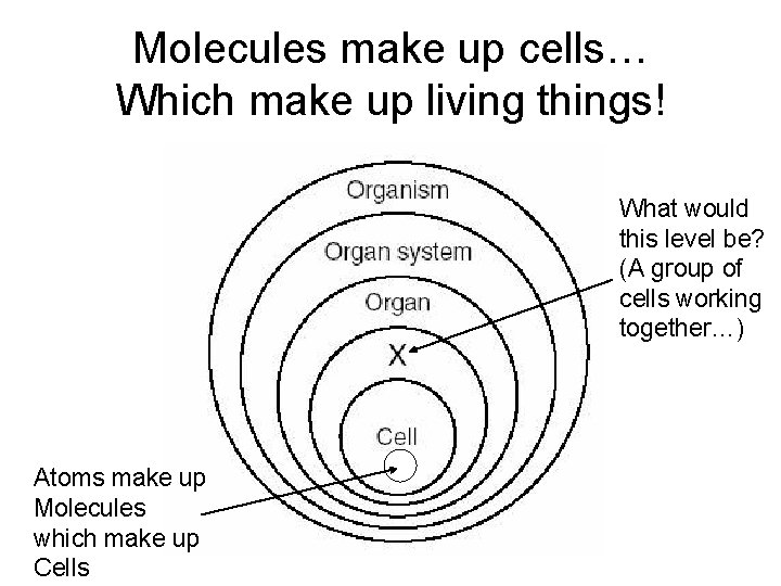 Molecules make up cells… Which make up living things! What would this level be?