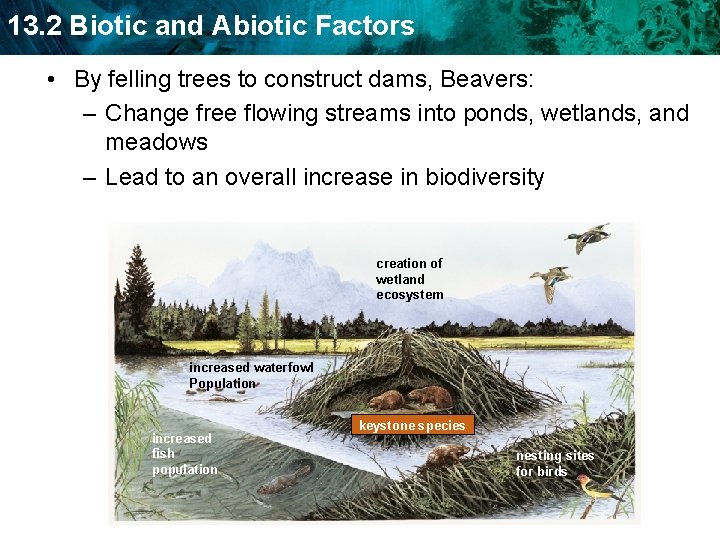 13. 2 Biotic and Abiotic Factors • By felling trees to construct dams, Beavers: