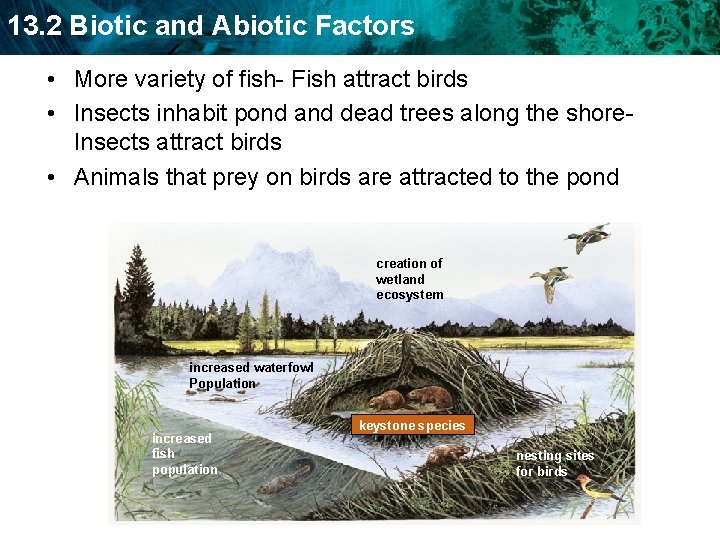 13. 2 Biotic and Abiotic Factors • More variety of fish- Fish attract birds