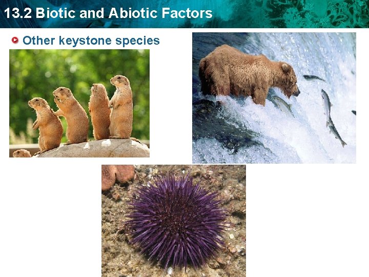 13. 2 Biotic and Abiotic Factors Other keystone species 