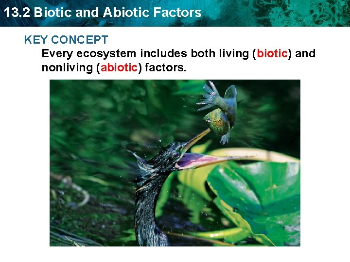 13. 2 Biotic and Abiotic Factors KEY CONCEPT Every ecosystem includes both living (biotic)
