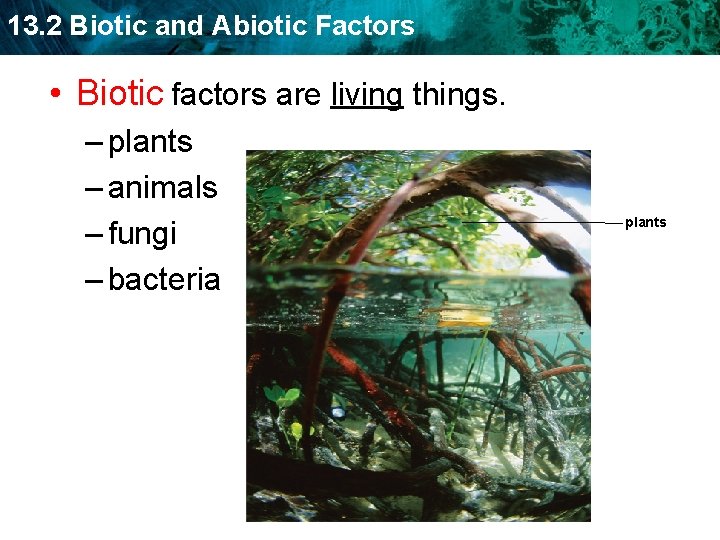 13. 2 Biotic and Abiotic Factors • Biotic factors are living things. – plants