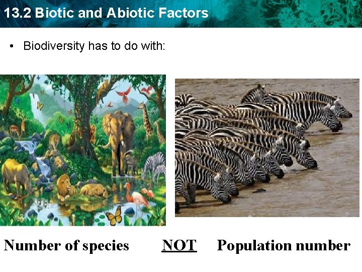 13. 2 Biotic and Abiotic Factors • Biodiversity has to do with: Number of