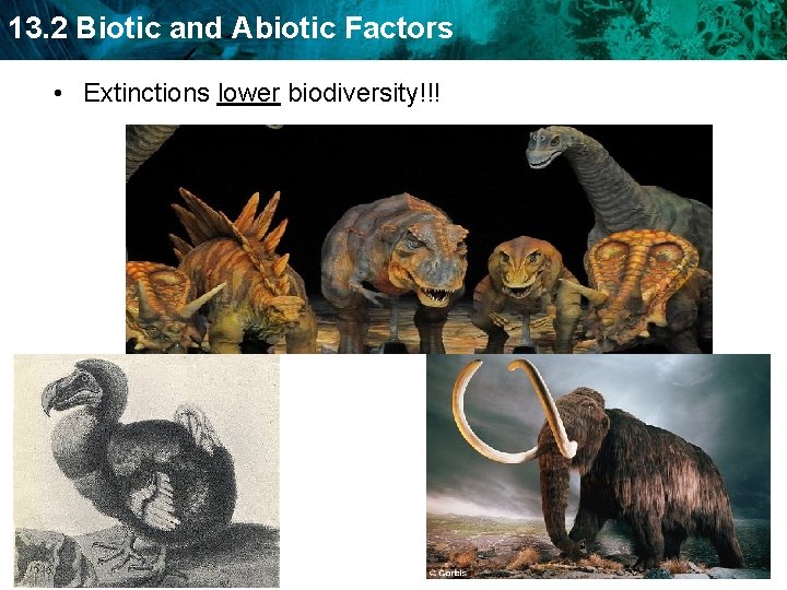 13. 2 Biotic and Abiotic Factors • Extinctions lower biodiversity!!! 