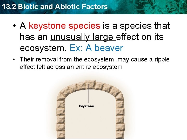 13. 2 Biotic and Abiotic Factors • A keystone species is a species that