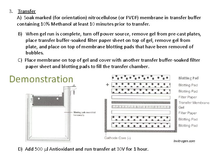 3. Transfer A) Soak marked (for orientation) nitrocellulose (or PVDF) membrane in transfer buffer