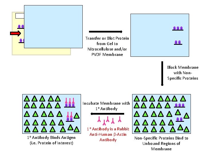 - -- - -Transfer or Blot Protein from Gel to Nitrocellulose and/or PVDF Membrane