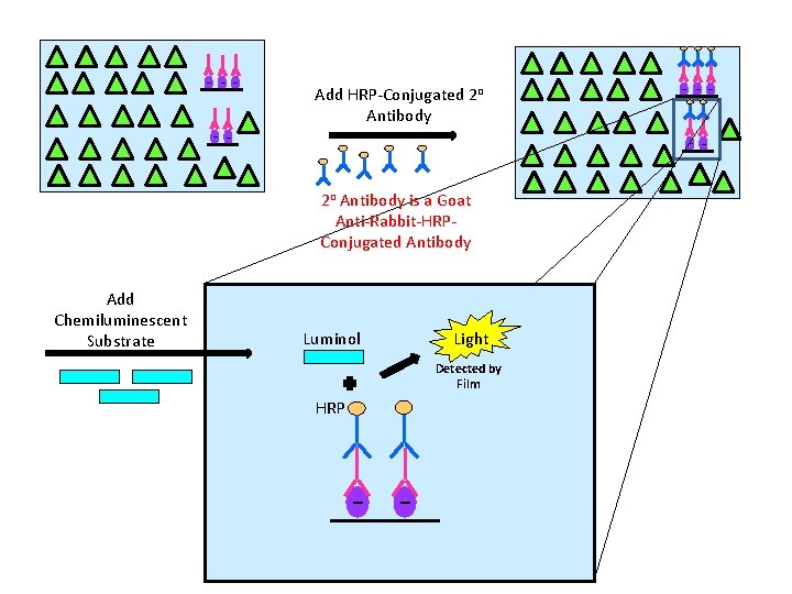 - --- Add HRP-Conjugated 2 o Antibody -2 o Antibody is a Goat Anti-Rabbit-HRPConjugated