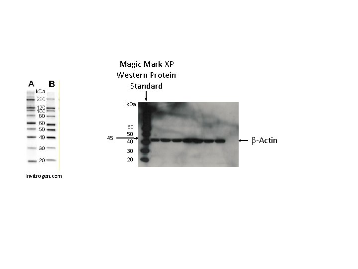 Magic Mark XP Western Protein Standard k. Da 45 60 50 40 30 20