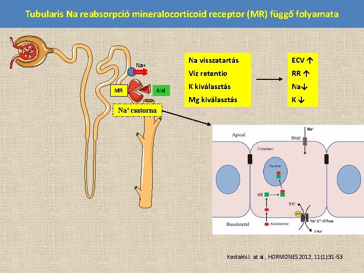 Tubularis Na reabsorpció mineralocorticoid receptor (MR) függő folyamata Na+ MR Ald Na visszatartás ECV