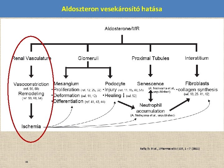 Aldoszteron vesekárosító hatása Rafiq ík. Et al. , J Pharmacol Sci 115, 1 –