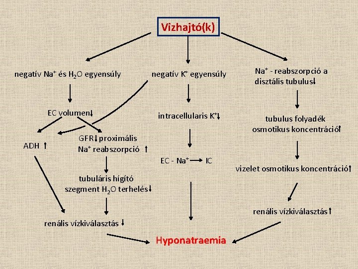 Vizhajtó(k) negatív Na+ és H 2 O egyensúly negatív K+ egyensúly EC volumen intracellularis