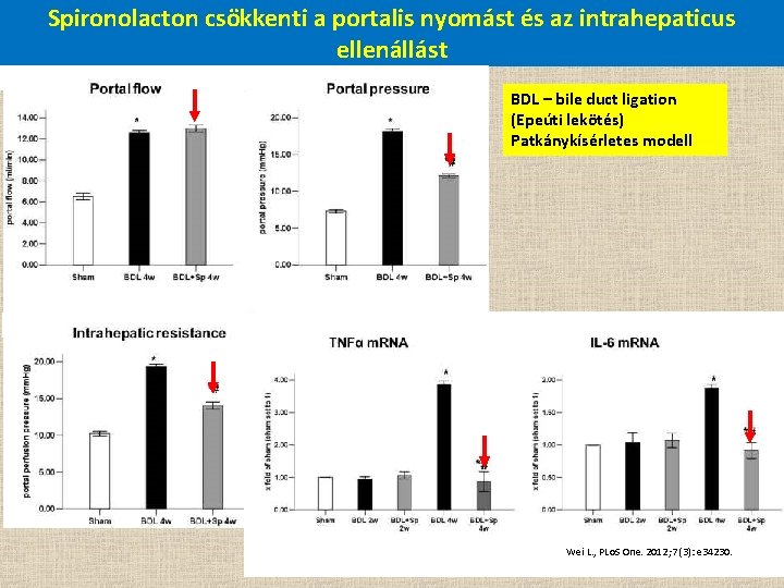 Spironolacton csökkenti a portalis nyomást és az intrahepaticus ellenállást BDL – bile duct ligation