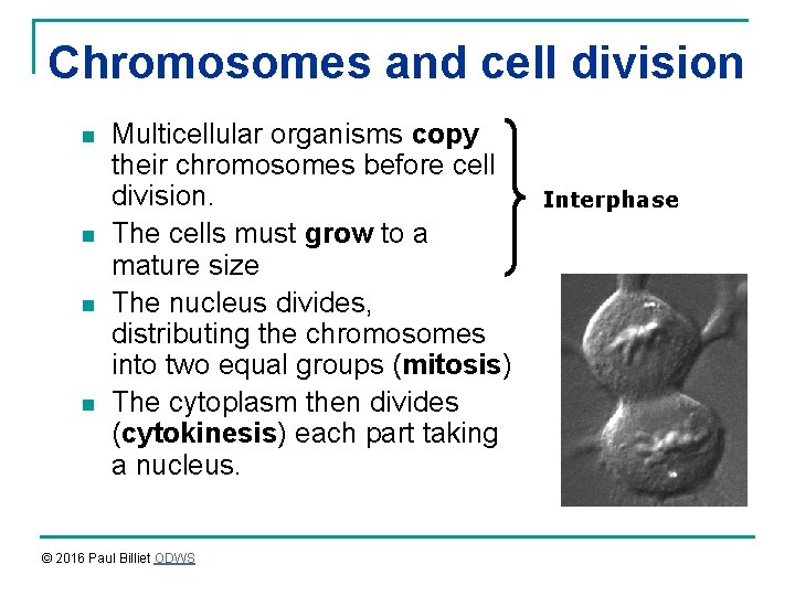 Chromosomes and cell division n n Multicellular organisms copy their chromosomes before cell division.