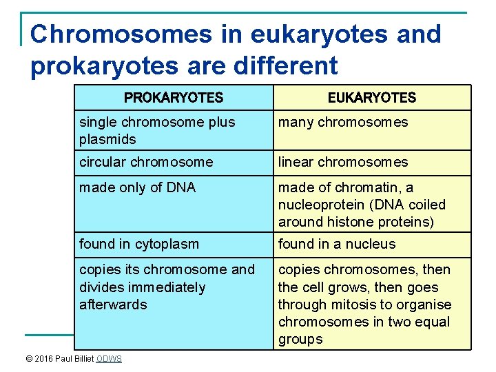 Chromosomes in eukaryotes and prokaryotes are different PROKARYOTES EUKARYOTES single chromosome plus plasmids many