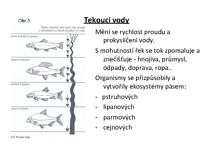 Obr. 5 Tekoucí vody Mění se rychlost proudu a prokysličení vody. S mohutností řek