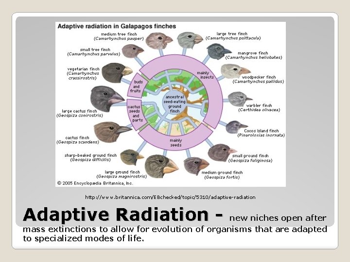http: //www. britannica. com/EBchecked/topic/5310/adaptive-radiation Adaptive Radiation - new niches open after mass extinctions to