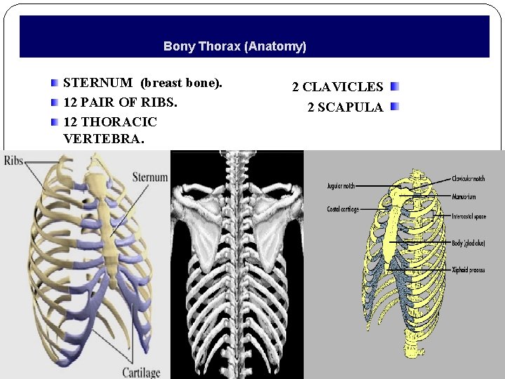 Bony Thorax (Anatomy) STERNUM (breast bone). 12 PAIR OF RIBS. 12 THORACIC VERTEBRA. 2