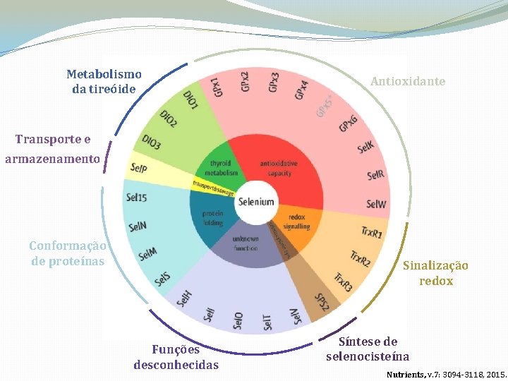 Metabolismo da tireóide Antioxidante Transporte e armazenamento Conformação de proteínas Sinalização redox Funções desconhecidas