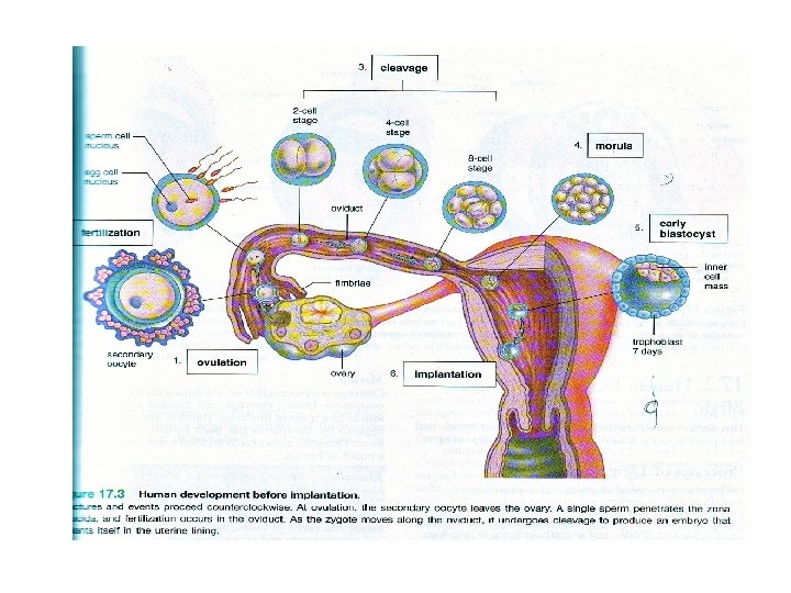 IMPLANTASI 