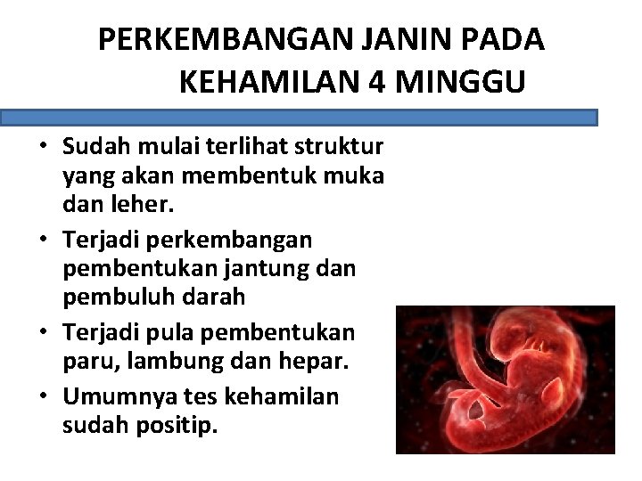 PERKEMBANGAN JANIN PADA KEHAMILAN 4 MINGGU • Sudah mulai terlihat struktur yang akan membentuk