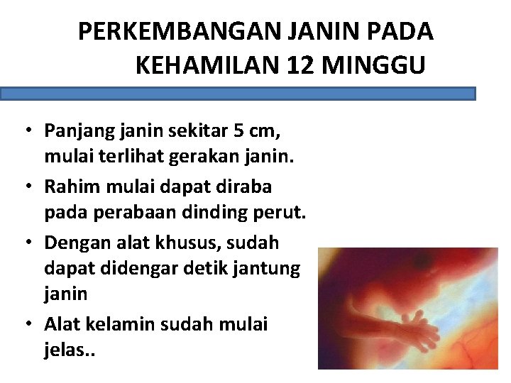 PERKEMBANGAN JANIN PADA KEHAMILAN 12 MINGGU • Panjang janin sekitar 5 cm, mulai terlihat