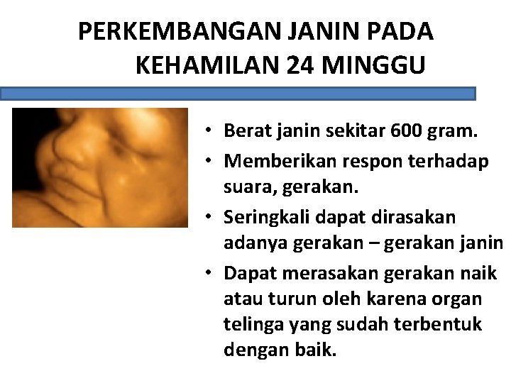 PERKEMBANGAN JANIN PADA KEHAMILAN 24 MINGGU • Berat janin sekitar 600 gram. • Memberikan