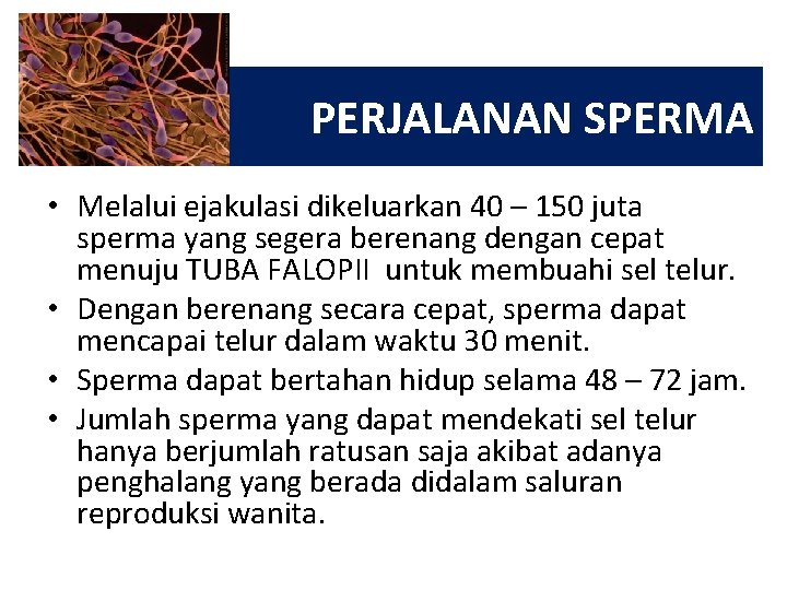 PERJALANAN SPERMA • Melalui ejakulasi dikeluarkan 40 – 150 juta sperma yang segera berenang