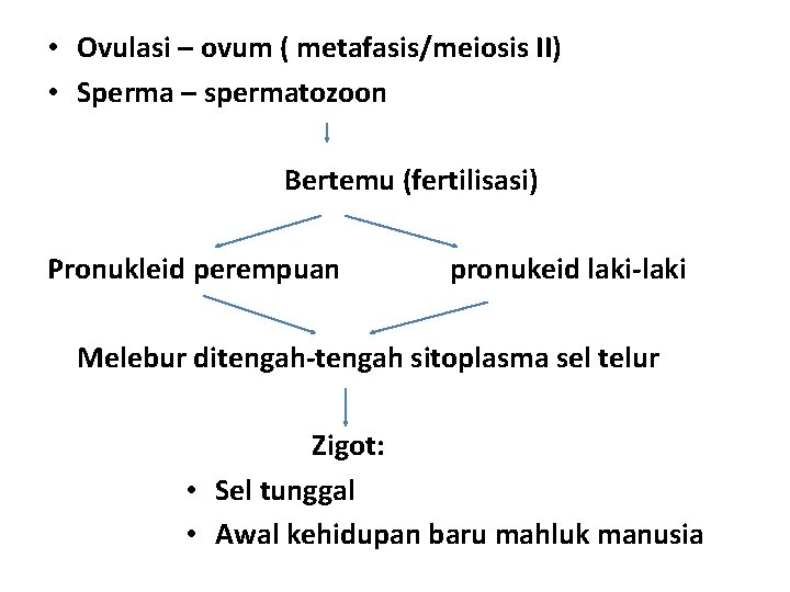  • Ovulasi – ovum ( metafasis/meiosis II) • Sperma – spermatozoon Bertemu (fertilisasi)