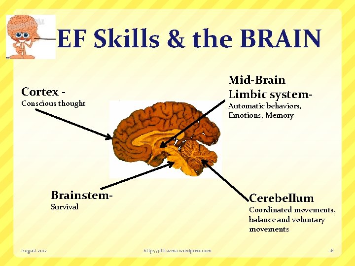 EF Skills & the BRAIN Mid-Brain Limbic system- Cortex - Conscious thought Automatic behaviors,