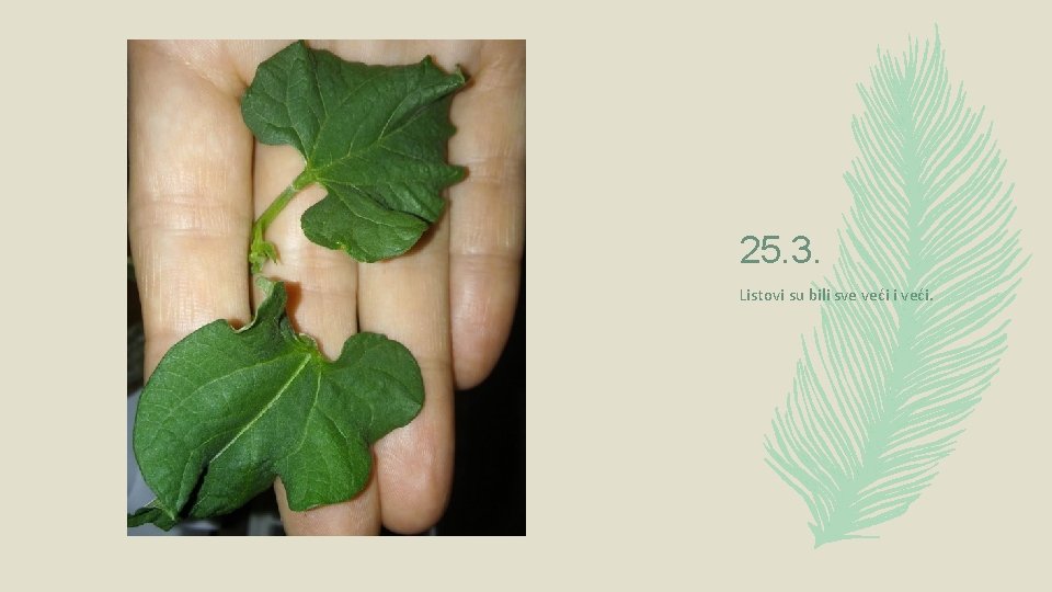 25. 3. Listovi su bili sve veći i veći. 25. 3. Listovi su bili sve veći i veći.