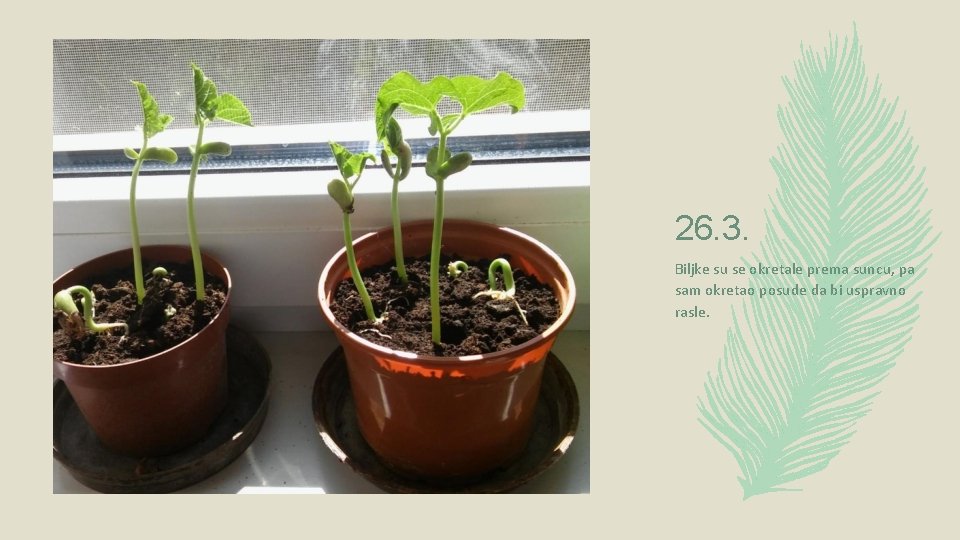 26. 3. Biljke su se okretale prema suncu, pa sam okretao posude da bi 26. 3. Biljke su se okretale prema suncu, pa sam okretao posude da bi