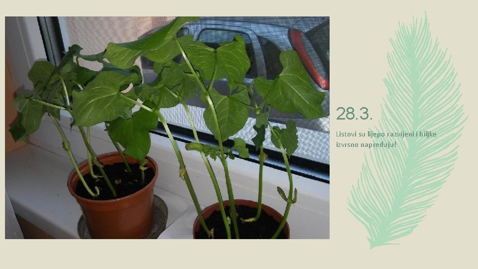28. 3. Listovi su lijepo razvijeni i biljke izvrsno napreduju! 28. 3. Listovi su lijepo razvijeni i biljke izvrsno napreduju!