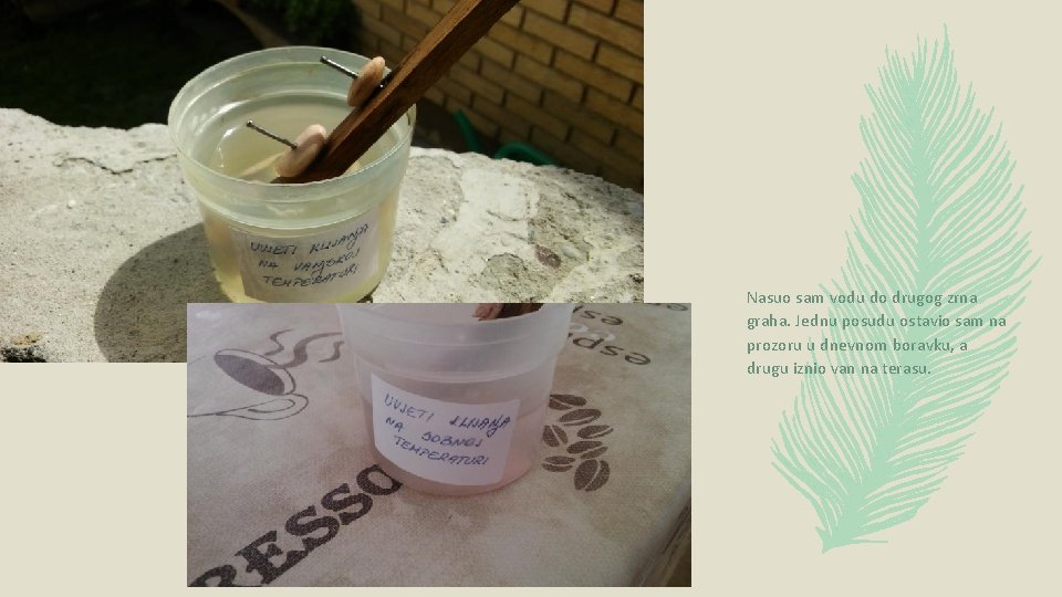 Nasuo sam vodu do drugog zrna graha. Jednu posudu ostavio sam na prozoru u Nasuo sam vodu do drugog zrna graha. Jednu posudu ostavio sam na prozoru u