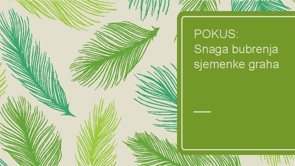 POKUS: Snaga bubrenja sjemenke graha 