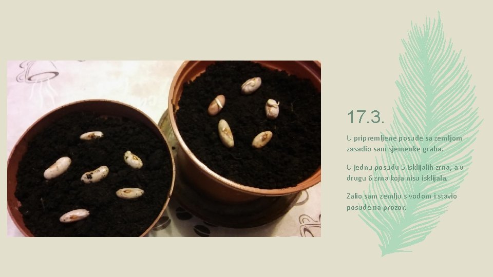 17. 3. U pripremljene posude sa zemljom zasadio sam sjemenke graha. U jednu posudu 17. 3. U pripremljene posude sa zemljom zasadio sam sjemenke graha. U jednu posudu