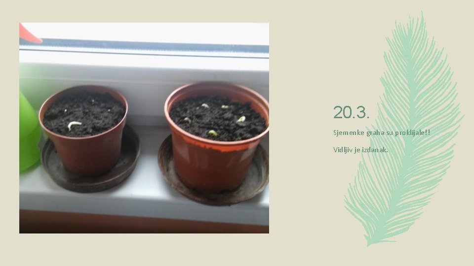 20. 3. Sjemenke graha su proklijale!! Vidljiv je izdanak. 20. 3. Sjemenke graha su proklijale!! Vidljiv je izdanak.