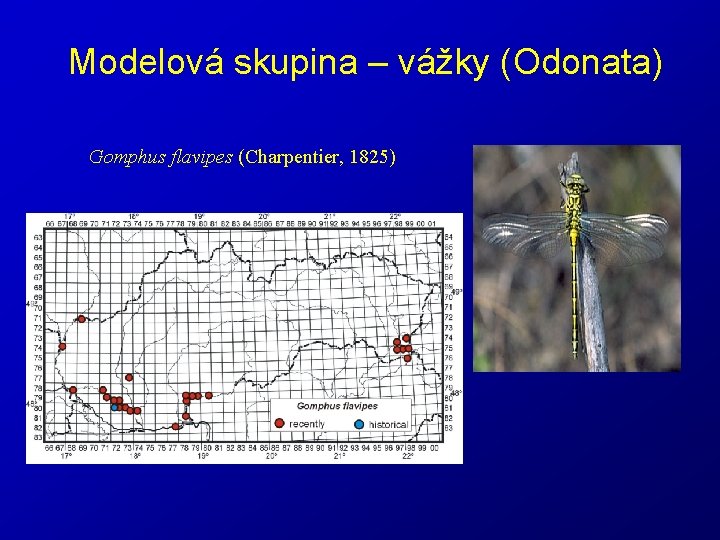 Modelová skupina – vážky (Odonata) Gomphus flavipes (Charpentier, 1825) 