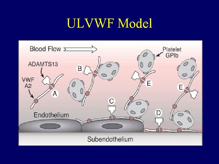 ULVWF Model 