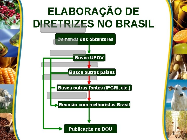 ELABORAÇÃO DE DIRETRIZES NO BRASIL Demanda dos obtentores Busca UPOV Busca outros países Busca