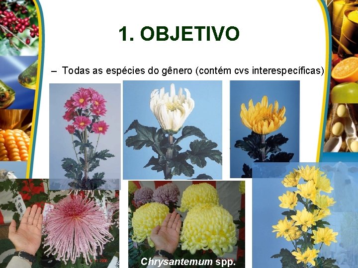 1. OBJETIVO – Todas as espécies do gênero (contém cvs interespecíficas) Chrysantemum spp. 