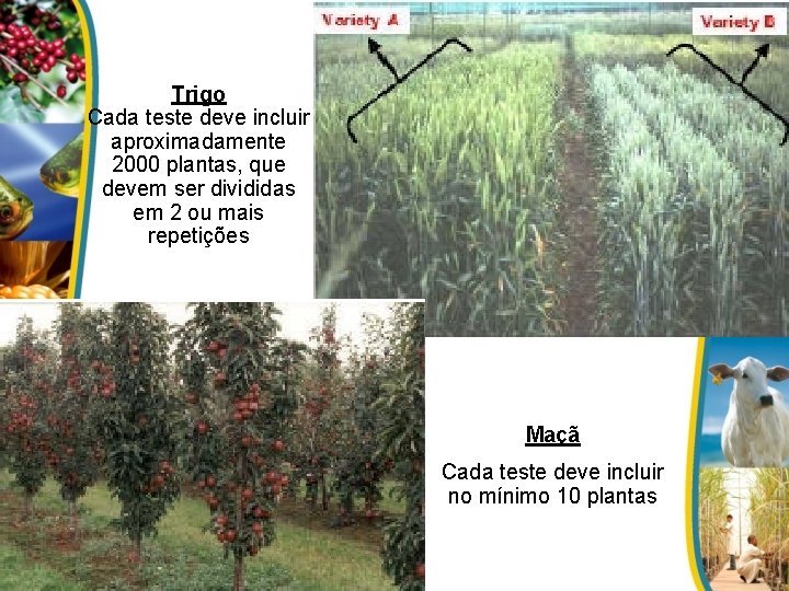 Trigo Cada teste deve incluir aproximadamente 2000 plantas, que devem ser divididas em 2