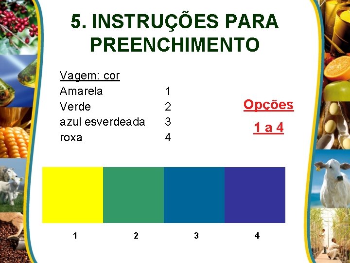 5. INSTRUÇÕES PARA PREENCHIMENTO Vagem: cor Amarela Verde azul esverdeada roxa 1 2 3