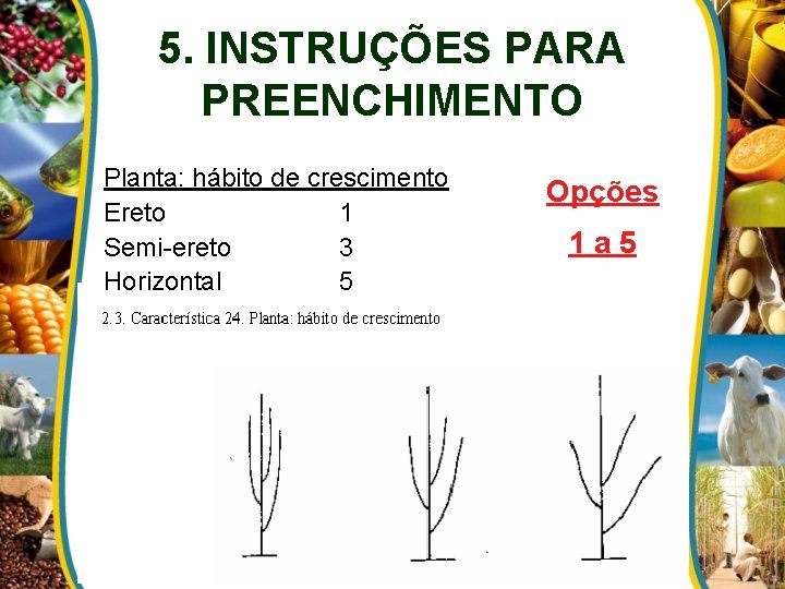 5. INSTRUÇÕES PARA PREENCHIMENTO Planta: hábito de crescimento Ereto 1 Semi-ereto 3 Horizontal 5