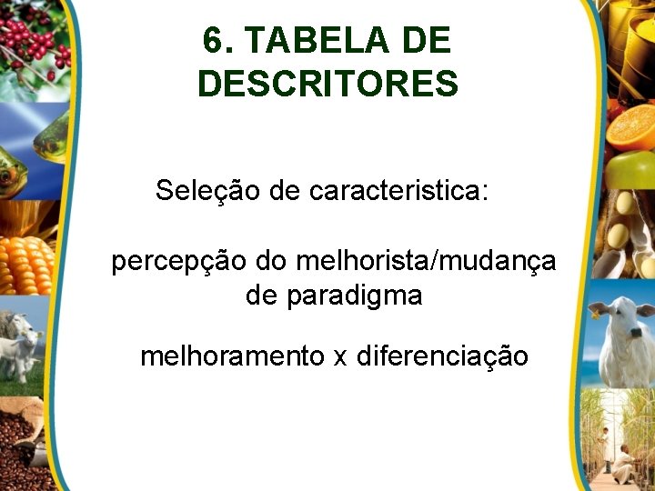 6. TABELA DE DESCRITORES Seleção de caracteristica: percepção do melhorista/mudança de paradigma melhoramento x