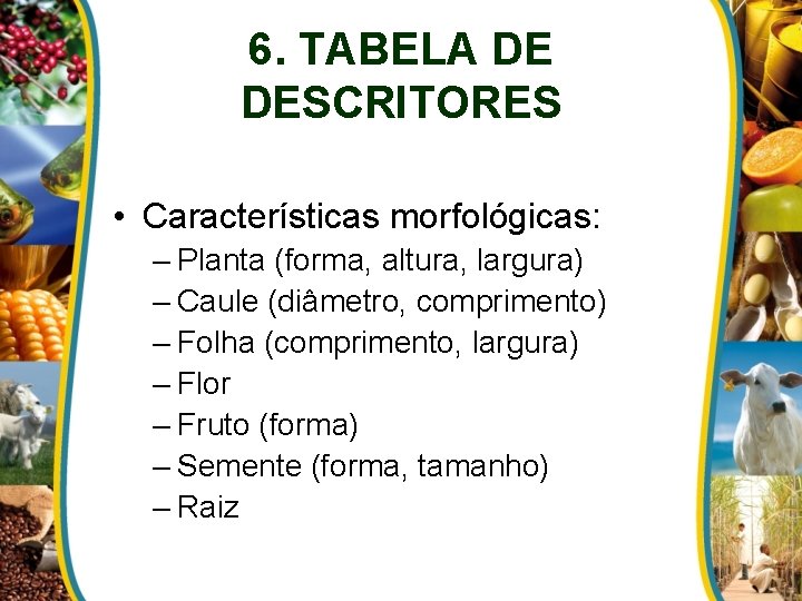 6. TABELA DE DESCRITORES • Características morfológicas: – Planta (forma, altura, largura) – Caule