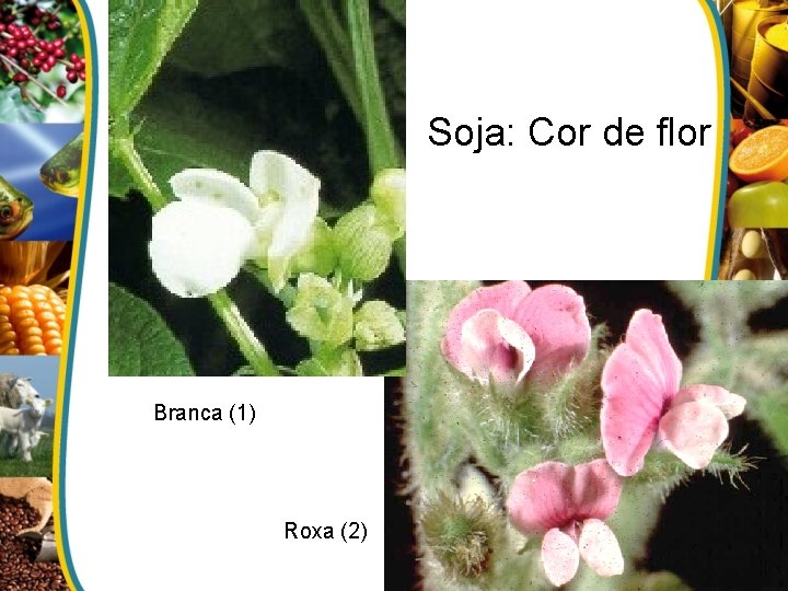 Soja: Cor de flor Branca (1) Roxa (2) 