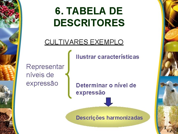 6. TABELA DE DESCRITORES CULTIVARES EXEMPLO Ilustrar características Representar níveis de expressão Determinar o