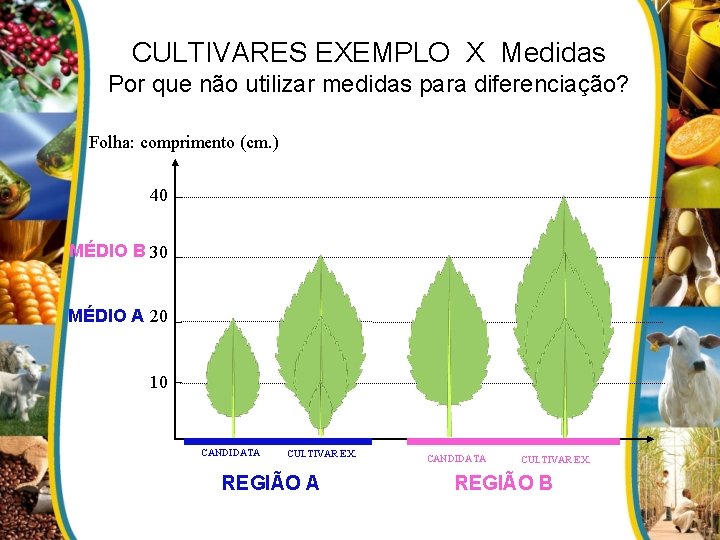 CULTIVARES EXEMPLO X Medidas Por que não utilizar medidas para diferenciação? Folha: comprimento (cm.